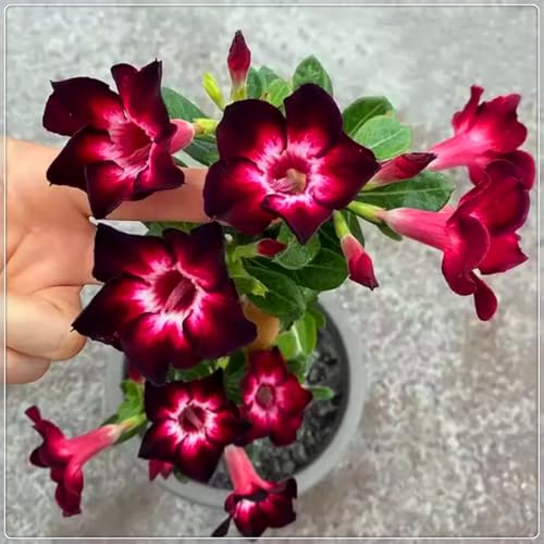 Wüstenrose, winterhart und mehrjährig - für Garten und Zimmer geeignet - pflegeleicht und blüht-1 rhizome-F Wüstenrose, winterhart und mehrjährig - für Garten und Zimmer geeignet - pflegeleicht und blüht-1 rhizome-F von JFFNMFM