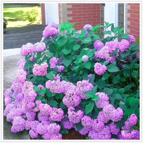 Wunderschöne Hortensien - wunderschöne und prächtige, winterharte Stauden - eine elegante Dekoration für Beete und Töpfe - pflegeleicht-4 rhizome-A von JFFNMFM