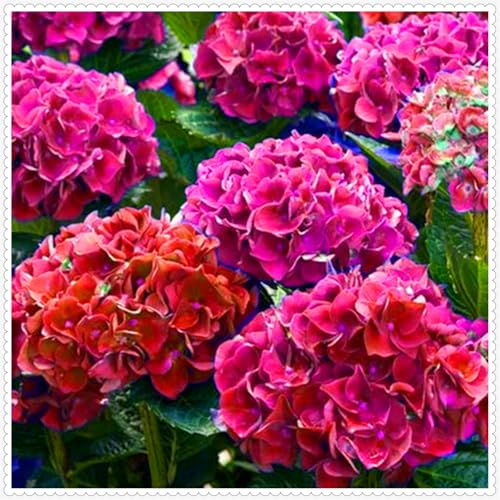 Wunderschöne Hortensien - wunderschöne und prächtige, winterharte Stauden - eine elegante Dekoration für Beete und Töpfe - pflegeleicht-5 rhizome-I von JFFNMFM