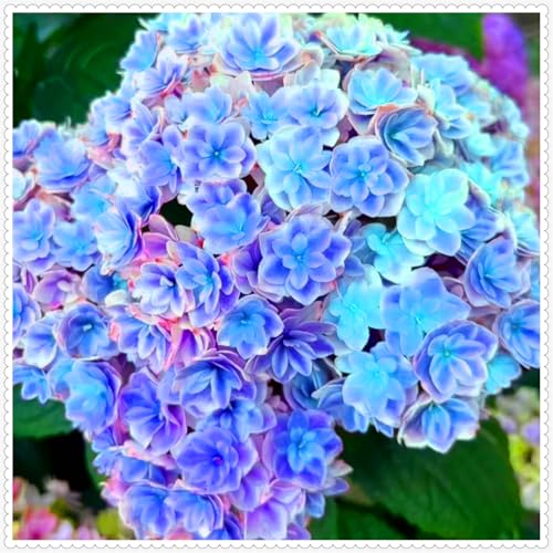 Wunderschöne Hortensien - wunderschöne und prächtige, winterharte Stauden - eine elegante Dekoration für Beete und Töpfe - pflegeleicht-5 rhizome-J von JFFNMFM