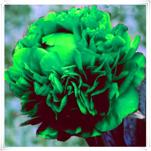 Wunderschöne und prächtige Pfingstrose – winterharte Staude – geeignet für Garten- und Vasendekoration – pflegeleicht-1 rhizome-B von JFFNMFM