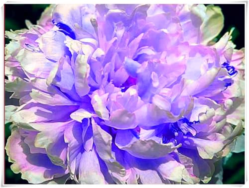 Wunderschöne und prächtige Pfingstrose – winterharte Staude – geeignet für Garten- und Vasendekoration – pflegeleicht-1 rhizome-C Wunderschöne und prächtige Pfingstrose – winterharte Staude – geeignet für Garten- und Vasendekoration – pflegeleicht-1 rhizome-C von JFFNMFM