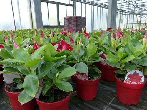 gruenwaren jakubik Dipladenia RIO 25 cm ROT Dipladenie Sundeville für Kübel + Beet, Mandevilla Sommerblüher Dauerblüher von JH Grünwaren GmbH & Co. KG