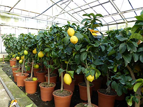 gruenwaren jakubik echter Zitronenbaum 70-100 cm Zitrone Citrus Limon Zitruspflanze von gruenwaren jakubik