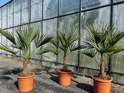 gruenwaren jakubik L Palme 120-140 cm Trachycarpus fortunei, Hanfpalme, winterhart + robust bis -18°C von gruenwaren jakubik