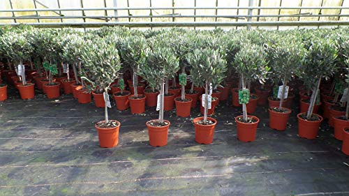 Olivenbaum Stamm Olive 80-100 cm hoch, beste Qualität, Olea Europaea von JH Grünwaren GmbH & Co. KG