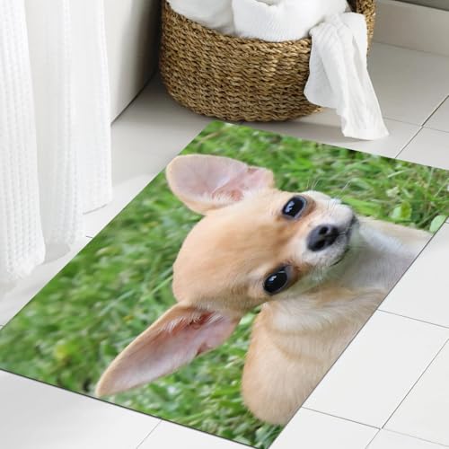 JHAOUNUK Weich Badezimmerteppich 60x90cm,Chihuahua Hund süßes Haustier auf Rasen,rutschfest waschbar Badematte Flauschige Badteppich Saugfähig Badvorleger Duschvorleger JHAOUNUK Weich Badezimmerteppich 60x90cm,Chihuahua Hund süßes Haustier auf Rasen,rutschfest waschbar Badematte Flauschige Badteppich Saugfähig Badvorleger Duschvorleger von JHAOUNUK