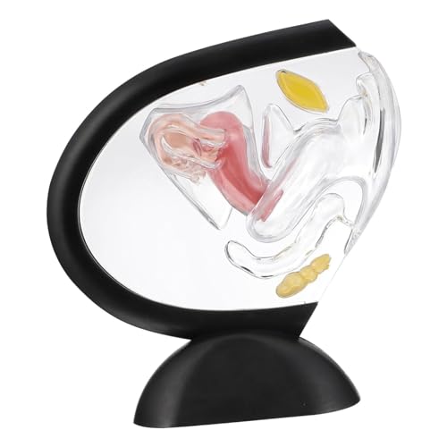 JIEXUHDE Anatomie Gebärmutter Modell, Modell Der Menschlichen Gebärmutter, Gebärmutter Modell Weibliche Uterine Anatomie Modell, Medizinisches Anatomisches Bildungsmodell JIEXUHDE Anatomie Gebärmutter Modell, Modell Der Menschlichen Gebärmutter, Gebärmutter Modell Weibliche Uterine Anatomie Modell, Medizinisches Anatomisches Bildungsmodell von JIEXUHDE