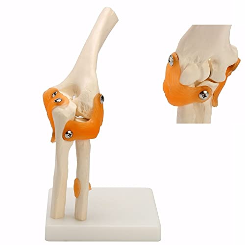 JINGERL Menschliches Ellenbogen-Joint-Modell anatomischer Anatomie-Ellenbogen-Joint Medical Model Orthopädie von JINGERL