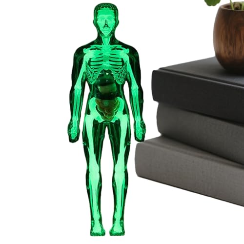 JINGLING Anatomisches Modell des Menschen – Modell Anatomie des menschlichen Körpers | Pädagogische Figur für Studium Medizin Schule Zuhause Lernen Schüler JINGLING Anatomisches Modell des Menschen – Modell Anatomie des menschlichen Körpers | Pädagogische Figur für Studium Medizin Schule Zuhause Lernen Schüler von JINGLING