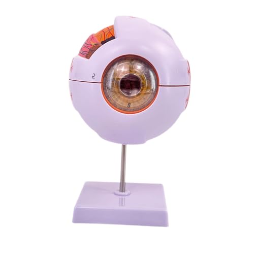 JISADER Anatomisches 4D Modell Des Menschlichen Auges, Zerlegt für Die Beobachtung Im Forschungslabor von JISADER
