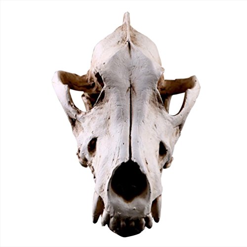 JIUQING deko Tier schädel Halloween Dekoration Skull Totenkopf deko Einrichtung Schakal JIUQING deko Tier schädel Halloween Dekoration Skull Totenkopf deko Einrichtung Schakal von JIUQING