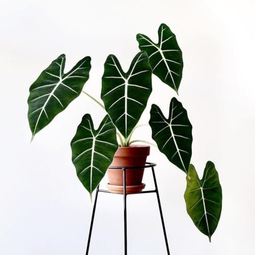 Alocasia – Elefantenohr – Exotische Zimmerpflanze, Topfpflanze, Tropische Pflanze, Grün, Zimmerpflanze-3 zwiebel-E Alocasia – Elefantenohr – Exotische Zimmerpflanze, Topfpflanze, Tropische Pflanze, Grün, Zimmerpflanze-3 zwiebel-E von JKFBNGIUJR