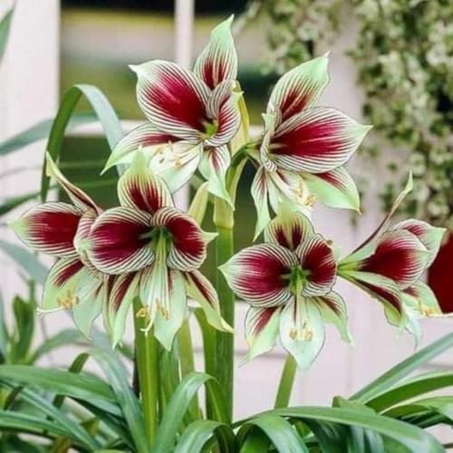 Amaryllis | GefüLlte BlüTen | Winterharte Zwiebeln | Atemberaubende BlüTen | Geeignet FüR Die Bepflanzung Im Innen- Und AußEnbereich-5 zwiebeln-G von JKFBNGIUJR