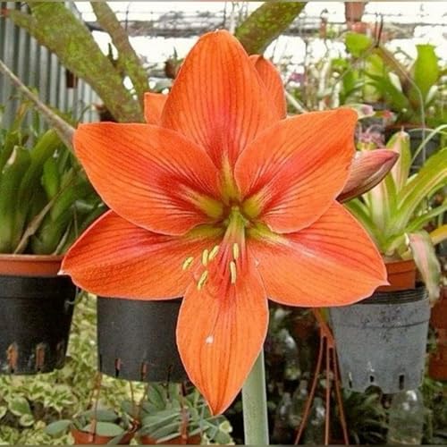 Amaryllis – Wurzelnackte Zwiebeln – Elegante Bepflanzung Im Innen- Und AußEnbereich – Ideal FüR Saisonale Dekoration – Winterharte BlüTen-3 zwiebeln-C Amaryllis – Wurzelnackte Zwiebeln – Elegante Bepflanzung Im Innen- Und AußEnbereich – Ideal FüR Saisonale Dekoration – Winterharte BlüTen-3 zwiebeln-C von JKFBNGIUJR