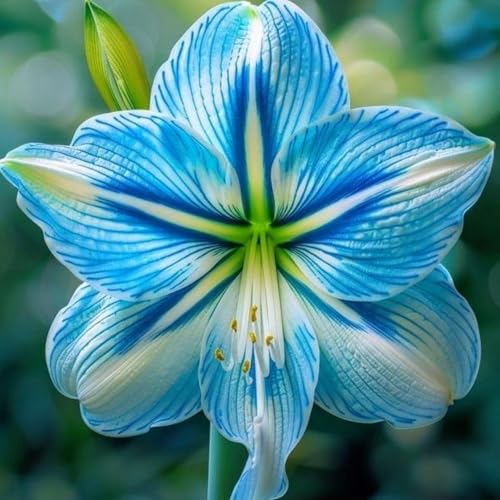 Amaryllis – Wurzelnackte Zwiebeln – Elegante Bepflanzung Im Innen- Und AußEnbereich – Ideal FüR Saisonale Dekoration – Winterharte BlüTen-4 zwiebeln-B Amaryllis – Wurzelnackte Zwiebeln – Elegante Bepflanzung Im Innen- Und AußEnbereich – Ideal FüR Saisonale Dekoration – Winterharte BlüTen-4 zwiebeln-B von JKFBNGIUJR