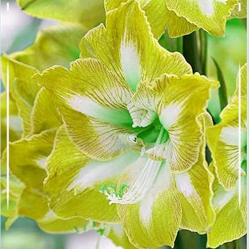 Amaryllis – Wurzelnackte Zwiebeln – Elegante Bepflanzung Im Innen- Und AußEnbereich – Ideal FüR Saisonale Dekoration – Winterharte BlüTen-5 zwiebeln-A Amaryllis – Wurzelnackte Zwiebeln – Elegante Bepflanzung Im Innen- Und AußEnbereich – Ideal FüR Saisonale Dekoration – Winterharte BlüTen-5 zwiebeln-A von JKFBNGIUJR