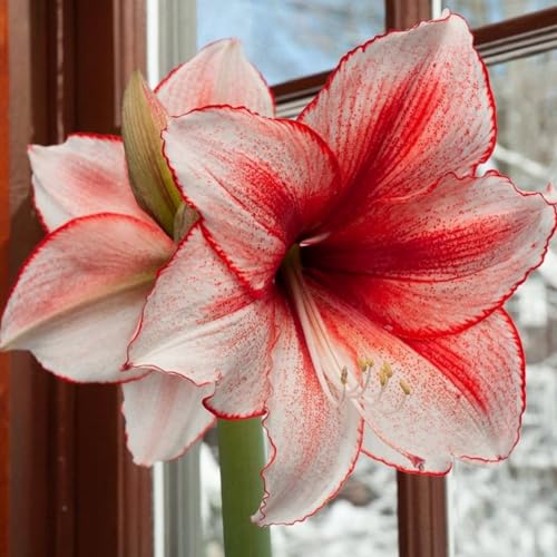 Amaryllis – Wurzelnackte Zwiebeln – Winterharte Und Elegante BlüTen – Geeignet FüR Die Bepflanzung Im Innen- Und AußEnbereich, Perfekte Dekoration-1 zwiebeln-I Amaryllis – Wurzelnackte Zwiebeln – Winterharte Und Elegante BlüTen – Geeignet FüR Die Bepflanzung Im Innen- Und AußEnbereich, Perfekte Dekoration-1 zwiebeln-I von JKFBNGIUJR
