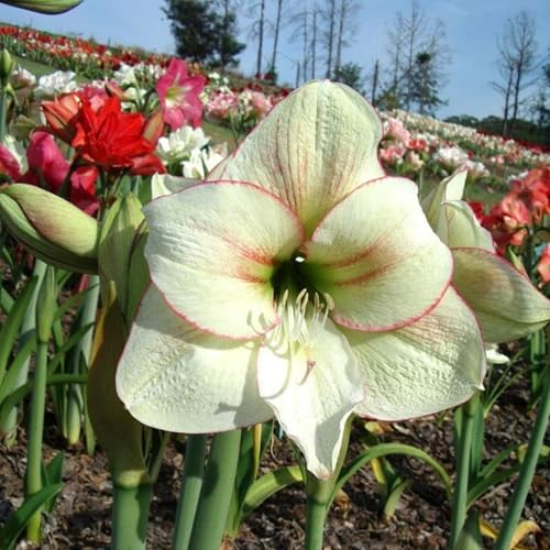 Amaryllis – Wurzelnackte Zwiebeln – Winterharte Und Elegante BlüTen – Geeignet FüR Die Bepflanzung Im Innen- Und AußEnbereich, Perfekte Dekoration-2 zwiebeln-J Amaryllis – Wurzelnackte Zwiebeln – Winterharte Und Elegante BlüTen – Geeignet FüR Die Bepflanzung Im Innen- Und AußEnbereich, Perfekte Dekoration-2 zwiebeln-J von JKFBNGIUJR