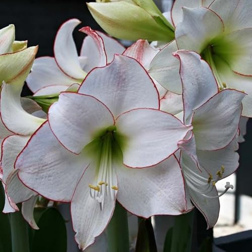 Amaryllis – Wurzelnackte Zwiebeln – Winterharte Und Elegante BlüTen – Geeignet FüR Die Bepflanzung Im Innen- Und AußEnbereich, Perfekte Dekoration-3 zwiebeln-D Amaryllis – Wurzelnackte Zwiebeln – Winterharte Und Elegante BlüTen – Geeignet FüR Die Bepflanzung Im Innen- Und AußEnbereich, Perfekte Dekoration-3 zwiebeln-D von JKFBNGIUJR