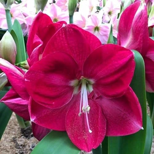 Amaryllis – Wurzelnackte Zwiebeln – Winterharte Und Elegante BlüTen – Geeignet FüR Die Bepflanzung Im Innen- Und AußEnbereich, Perfekte Dekoration-4 zwiebeln-A Amaryllis – Wurzelnackte Zwiebeln – Winterharte Und Elegante BlüTen – Geeignet FüR Die Bepflanzung Im Innen- Und AußEnbereich, Perfekte Dekoration-4 zwiebeln-A von JKFBNGIUJR