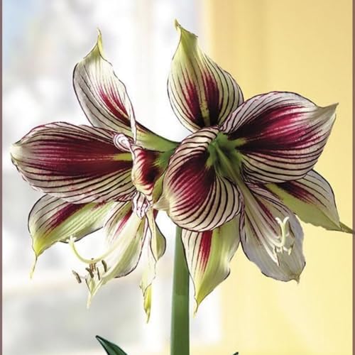 Amaryllis – Wurzelnackte Zwiebeln – Winterharte Und Elegante BlüTen – Geeignet FüR Die Bepflanzung Im Innen- Und AußEnbereich, Perfekte Dekoration-5 zwiebeln-B Amaryllis – Wurzelnackte Zwiebeln – Winterharte Und Elegante BlüTen – Geeignet FüR Die Bepflanzung Im Innen- Und AußEnbereich, Perfekte Dekoration-5 zwiebeln-B von JKFBNGIUJR