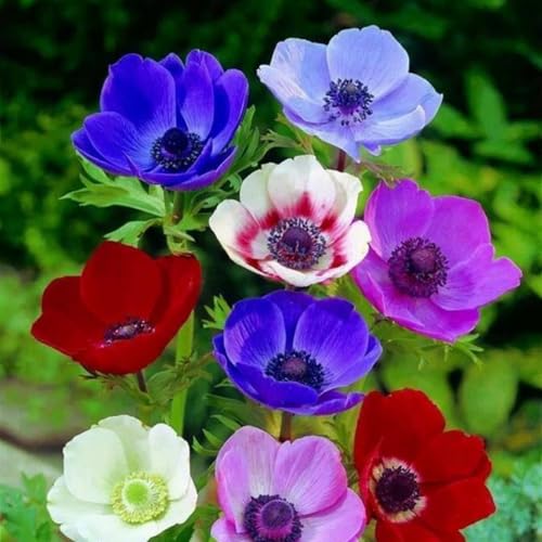 Anemonenzwiebeln, MehrjäHrige Und Winterharte Blumen FüR TöPfe, Garten- Und Balkondeko, Blumen-10 zwiebeln-G von JKFBNGIUJR