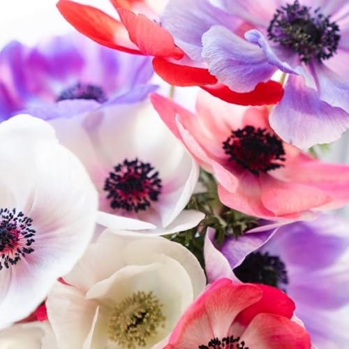 Anemonenzwiebeln, MehrjäHrige Und Winterharte Blumen FüR TöPfe, Garten- Und Balkondeko, Blumen-20 zwiebeln-B von JKFBNGIUJR