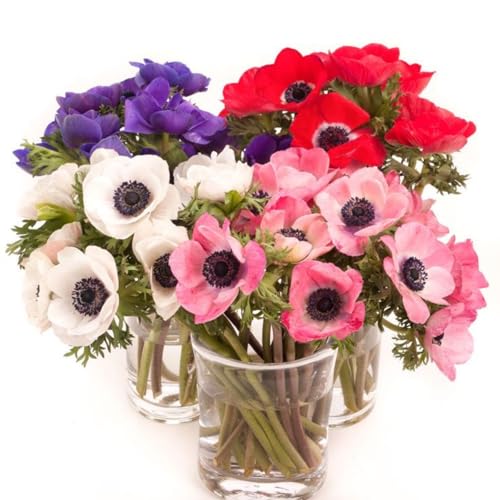 Anemonenzwiebeln, MehrjäHrige Und Winterharte Blumen FüR TöPfe, Garten- Und Balkondeko, Blumen-20 zwiebeln-F von JKFBNGIUJR