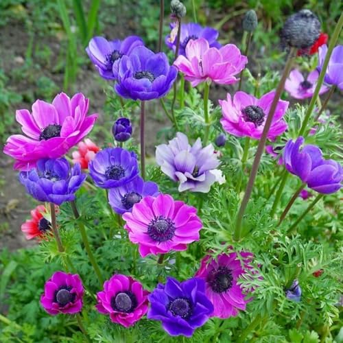 Anemonenzwiebeln, MehrjäHrige Und Winterharte Blumen FüR TöPfe, Garten- Und Balkondeko, Blumen-5 zwiebeln-A Anemonenzwiebeln, MehrjäHrige Und Winterharte Blumen FüR TöPfe, Garten- Und Balkondeko, Blumen-5 zwiebeln-A von JKFBNGIUJR
