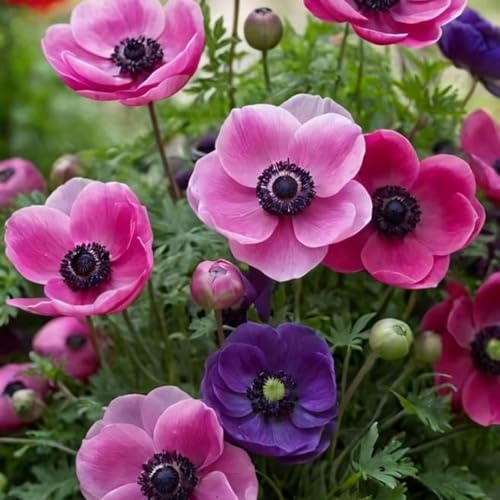 Brillante Anemonen In GroßPackungen, Winterharte MehrjäHrige Blumenzwiebeln FüR TöPfe, Balkon Und Garten-10 zwiebeln-C Brillante Anemonen In GroßPackungen, Winterharte MehrjäHrige Blumenzwiebeln FüR TöPfe, Balkon Und Garten-10 zwiebeln-C von JKFBNGIUJR