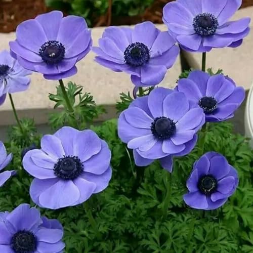 Brillante Anemonen In GroßPackungen, Winterharte MehrjäHrige Blumenzwiebeln FüR TöPfe, Balkon Und Garten-20 zwiebeln-H von JKFBNGIUJR