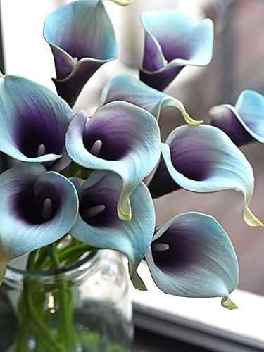 Calla Lilien Zantedeschia Zwiebeln Kollektion - Calla Winterhart MehrjäHrig, Ideal Als Topf Und Gartenpflanze - Duftend, Ideale FüR Den Topf-4 zwiebeln-G von JKFBNGIUJR