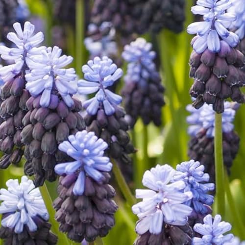 FrüHling Blumenzwiebelmischung - Hyazinthen - Winterhart MehrjäHrig - FüR Garten, TöPfe Und Balkon-2 zwiebeln-J von JKFBNGIUJR