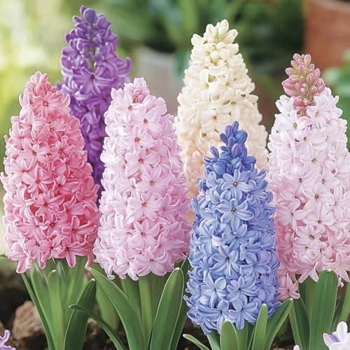 FrüHling Blumenzwiebelmischung - Hyazinthen - Winterhart MehrjäHrig - FüR Garten, TöPfe Und Balkon-4 zwiebeln-G von JKFBNGIUJR