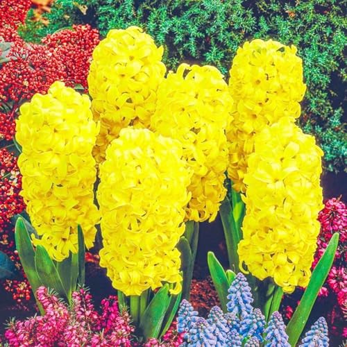 FrüHling Blumenzwiebelmischung - Hyazinthen - Winterhart MehrjäHrig - FüR Garten, TöPfe Und Balkon-5 zwiebeln-K FrüHling Blumenzwiebelmischung - Hyazinthen - Winterhart MehrjäHrig - FüR Garten, TöPfe Und Balkon-5 zwiebeln-K von JKFBNGIUJR