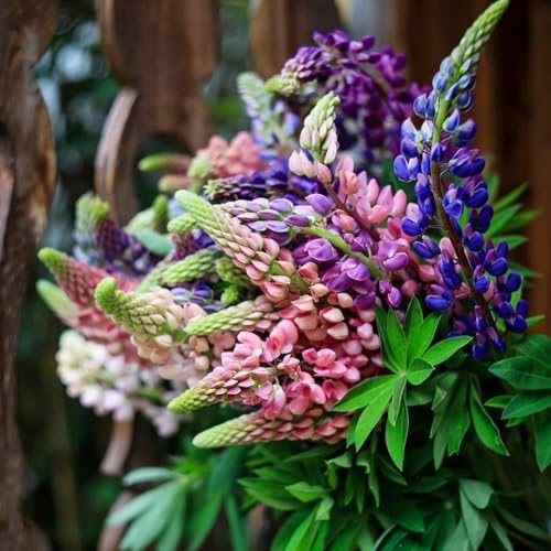 FrüHling Blumenzwiebelmischung - Hyazinthen - Winterhart MehrjäHrig - FüR Garten, TöPfe Und Balkon-6 zwiebeln-A von JKFBNGIUJR