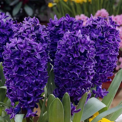 FrüHling Blumenzwiebelmischung - Hyazinthen - Winterhart MehrjäHrig - FüR Garten, TöPfe Und Balkon-8 zwiebeln-H von JKFBNGIUJR