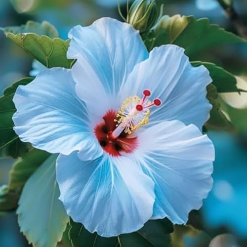 Garten Hibiskus, Hibiscus Syriacus Heckenpflanzen BlüHend, Bienenfreundlich, Winterhart, Ideal FüR Hecken-1 zwiebeln-B von JKFBNGIUJR