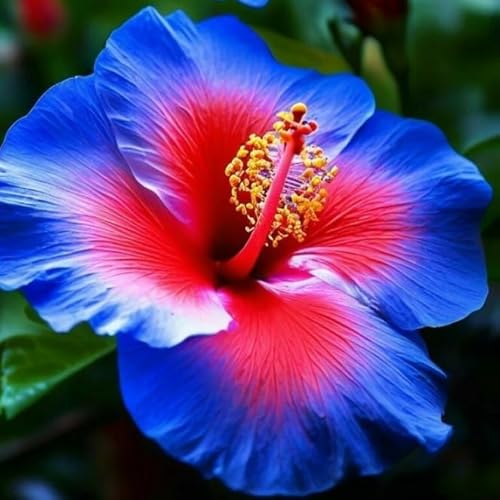 Garten Hibiskus, Hibiscus Syriacus Heckenpflanzen BlüHend, Bienenfreundlich, Winterhart, Ideal FüR Hecken-2 zwiebeln-G Garten Hibiskus, Hibiscus Syriacus Heckenpflanzen BlüHend, Bienenfreundlich, Winterhart, Ideal FüR Hecken-2 zwiebeln-G von JKFBNGIUJR