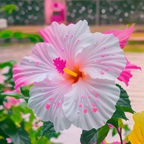 Garten Hibiskus, Hibiscus Syriacus Heckenpflanzen BlüHend, Bienenfreundlich, Winterhart, Ideal FüR Hecken-2 zwiebeln-J von JKFBNGIUJR