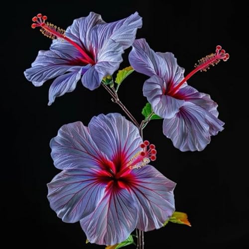 Garten Hibiskus, Hibiscus Syriacus Heckenpflanzen BlüHend, Bienenfreundlich, Winterhart, Ideal FüR Hecken-5 zwiebeln-C Garten Hibiskus, Hibiscus Syriacus Heckenpflanzen BlüHend, Bienenfreundlich, Winterhart, Ideal FüR Hecken-5 zwiebeln-C von JKFBNGIUJR