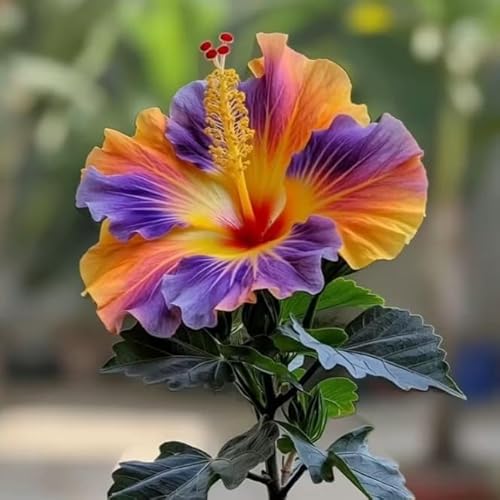 Garten Hibiskus, Hibiscus Syriacus Heckenpflanzen BlüHend, Bienenfreundlich, Winterhart, Ideal FüR Hecken-5 zwiebeln-D von JKFBNGIUJR