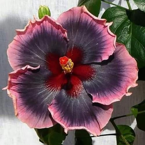 Garten-Hibiskus, MehrjäHrig – Winterhart, FarbenpräChtig, Schlank, FüR Beete Und TöPfe Geeignet-5 zwiebeln-F Garten-Hibiskus, MehrjäHrig – Winterhart, FarbenpräChtig, Schlank, FüR Beete Und TöPfe Geeignet-5 zwiebeln-F von JKFBNGIUJR