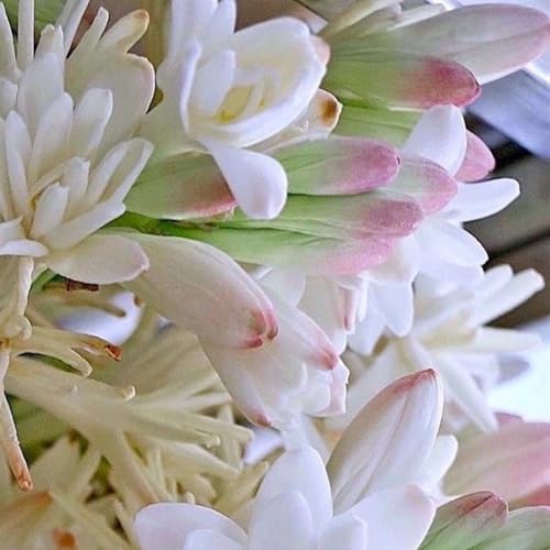 GefüLlte Tuberosezwiebeln – Duftend – Winterhart – Schnittblumen – Geeignet FüR TöPfe – MehrjäHrig – Angenehmes Aroma-10 zwiebeln-B GefüLlte Tuberosezwiebeln – Duftend – Winterhart – Schnittblumen – Geeignet FüR TöPfe – MehrjäHrig – Angenehmes Aroma-10 zwiebeln-B von JKFBNGIUJR