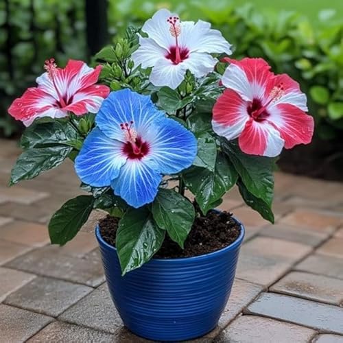 Hibiskus - Eibich Ist Als Pflanze FüR Die Wohnung, Balkon Oder Terrasse Eine Absolute Augenweide, Winterhart MehrjäHrig-2 zwiebeln-J von JKFBNGIUJR
