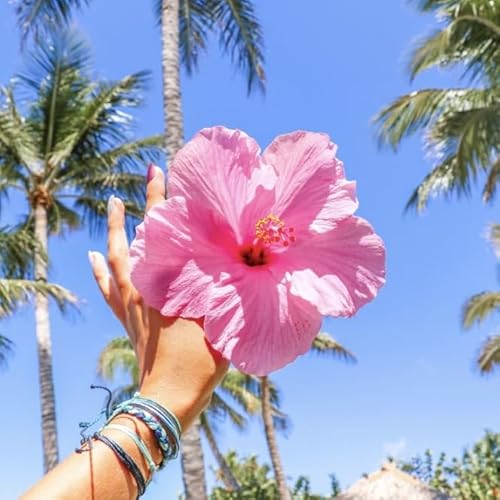 Hibiskus - Eibich Ist Als Pflanze FüR Die Wohnung, Balkon Oder Terrasse Eine Absolute Augenweide, Winterhart MehrjäHrig-3 zwiebeln-A Hibiskus - Eibich Ist Als Pflanze FüR Die Wohnung, Balkon Oder Terrasse Eine Absolute Augenweide, Winterhart MehrjäHrig-3 zwiebeln-A von JKFBNGIUJR