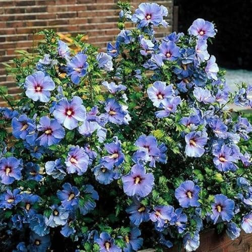 Hibiskus - Eibich Ist Als Pflanze FüR Die Wohnung, Balkon Oder Terrasse Eine Absolute Augenweide, Winterhart MehrjäHrig-4 zwiebeln-I von JKFBNGIUJR