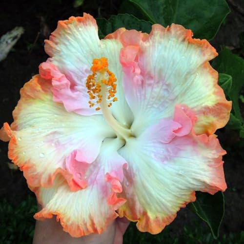 Hibiskus – Garten-Hibiskus, FüR Beete Und TöPfe Geeignet, Winterhart Und MehrjäHrig, SchöNe BlüTen, BlüTezeit Juli Bis September-2 zwiebeln-B von JKFBNGIUJR