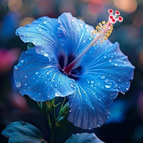 Hibiskus – Garten-Hibiskus, FüR Beete Und TöPfe Geeignet, Winterhart Und MehrjäHrig, SchöNe BlüTen, BlüTezeit Juli Bis September-2 zwiebeln-J von JKFBNGIUJR